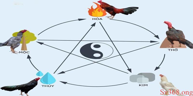 Chia Sẻ Cách Xem Ngày Đá Gà Mang Lại Chiến Thắng Cho Bạn 3 Xem ngày đá gà theo ngũ hành rất thông dụng