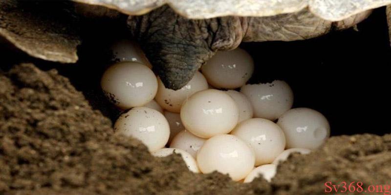 Giải Mã Mơ Thấy Rùa Đánh Con Gì? Điềm Lành Hay Dữ? 3 Nằm mơ thấy rùa đẻ trứng con số 00 đem đến giải thưởng lớn khi chơi lô đề