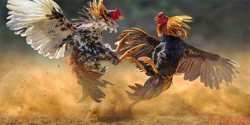 Chia Sẻ Cách Xem Ngày Đá Gà Mang Lại Chiến Thắng Cho Bạn 6 Nên lưu ý một số yếu tố để xem chuẩn xác nhất