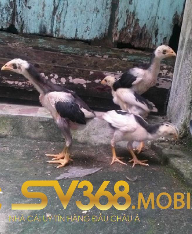 Cách Đúc Gà Đá Và Một Số Lưu Ý Quan Trọng Cần Biết Tại Sv368 1 Cách đúc gà đá