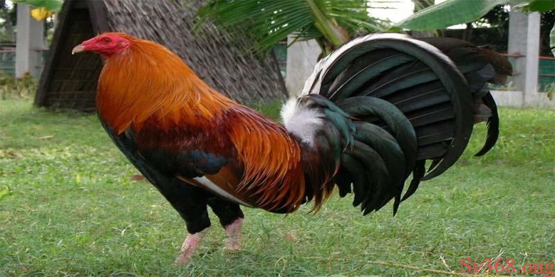 Top 5 Gà Đá Cựa Sắt Hiếm Gặp Mà Có Thể Bạn Chưa Biết 2025 2 Dòng Gà McLean Hatch