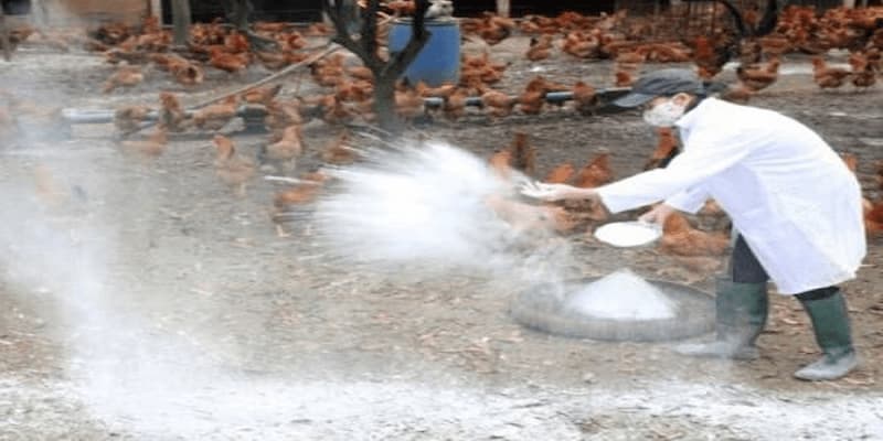 Sv368 Chỉ Cách Diệt Mạt Gà Hiệu Quả Chỉ Trong Một Ngày 4 Cách phòng mạt gà mà bạn nên biết