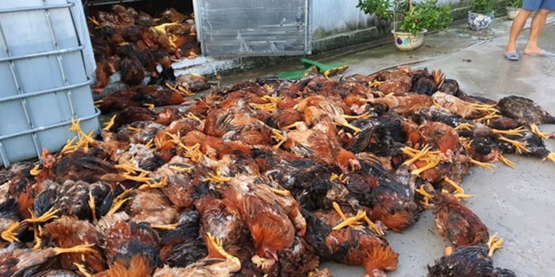 gà chết tím tái gà chết tím tái