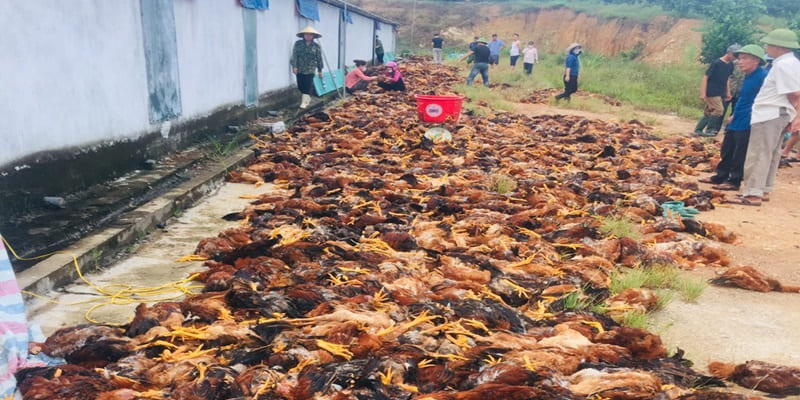 gà chết tím tái gà chết tím tái