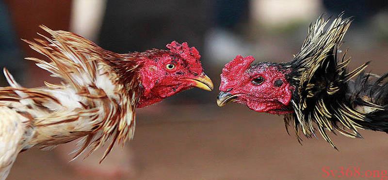Cách Nuôi Gà Đá Bo Lớn Là Gì? Phương pháp Hay Tại Sv368 4 Lưu ý khi nuôi gà bo lớn là gì