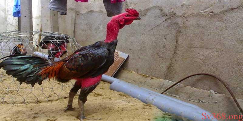 Các cách nuôi gà chọi đỏ đẹp Các cách nuôi gà chọi đỏ đẹp