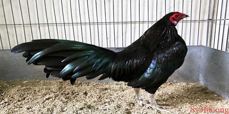 cách làm cho gà lì đòn Áp dụng các cách làm cho gà lì đòn