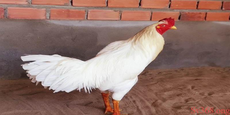 Cách nuôi gà chọi C1 Thường xuyên tập luyện để tăng lực đá khi ra đòn