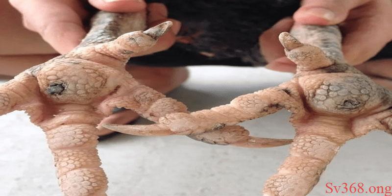 Có thể thực hiện mổ lậu đế cho gà ngay tại nhà Có thể thực hiện mổ lậu đế cho gà ngay tại nhà
