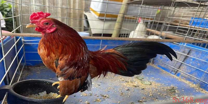 Biện Pháp Phòng Tránh Và Cách Nuôi Gà Mùa Nóng Tại Sv368 3 Cách nuôi gà mùa nóng từ chuyên gia