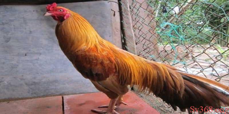 Cách làm cho gà lì đòn với huấn luyện Cách làm cho gà lì đòn với huấn luyện