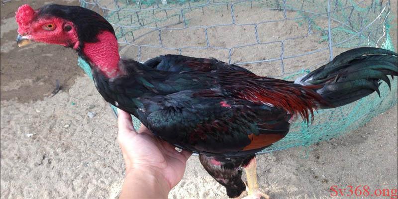 Cách Vần Gà Tơ - Bí Quyết Vần Gà Sv368 Cực Hay Và Hiểu Quả 1 Cách vần gà hiệu quả bằng kỹ thuật om bóp