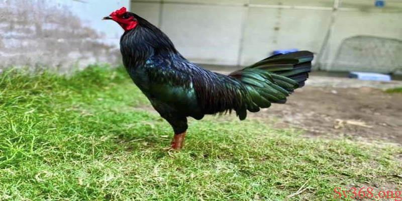 Cách nuôi gà chọi C1 Tăng lực chiến cho gà từ nguồn lực bên ngoài