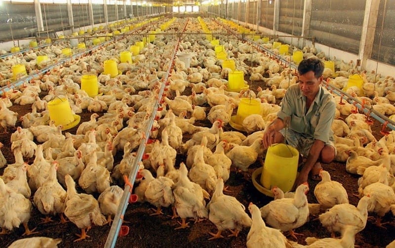 Môi Trường Sống Của Gà - Một Số Tiêu Chuẩn Thiết Yếu Nhất 1 Môi trường sống của gà
