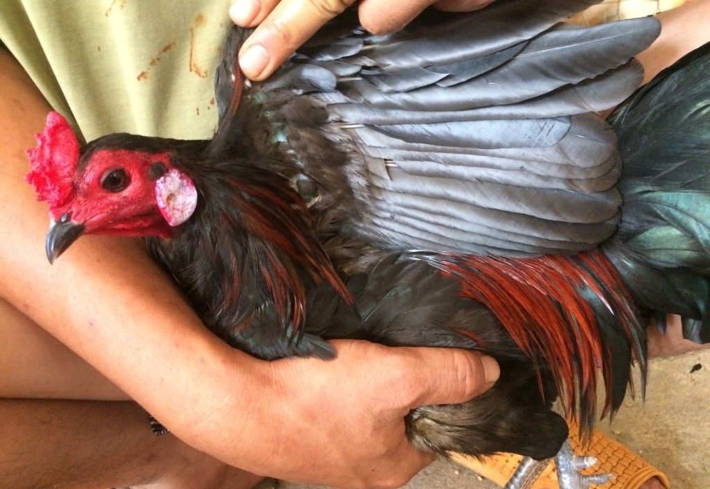 Hướng Dẫn Cách Chăn Nuôi Những Con Gà Cọp Để Chiến Đấu 1 Những loại gà cọp phổ biến