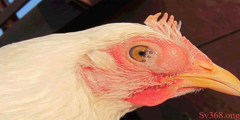 Gà khó thở Những nguyên nhân gây ra tình trạng gà khó thở?
