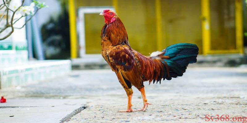 Gà khó thở Gà khó thở là tiền đề của bệnh gì?