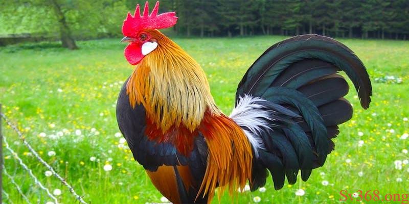 Gà khó thở Điều trị bệnh nhiễm trùng