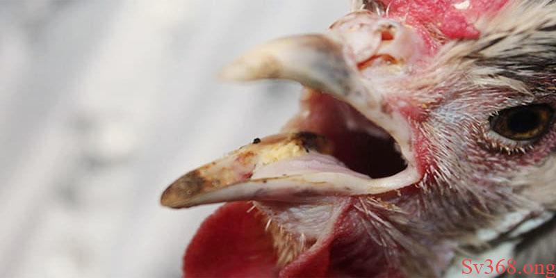 gà đá thở nhiều Gà bị hen