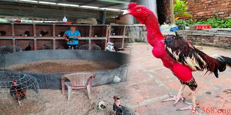 thuốc điều trị bệnh ORT trên gà Các loại thuốc điều trị bệnh ORT trên gà