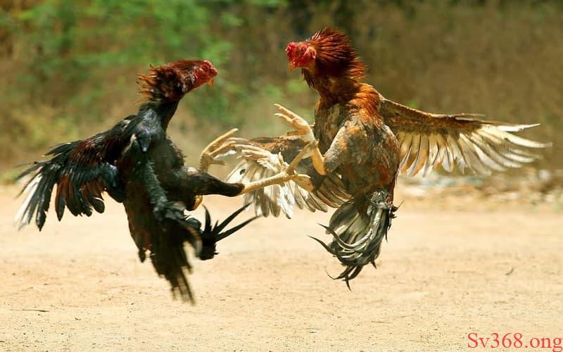 Cách chơi đá gà Cách để bạn thuận tiện vào chơi đá gà tại SV368