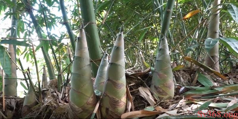 Mộng du xuất hiện những chồi tre non Mộng du xuất hiện những chồi tre non
