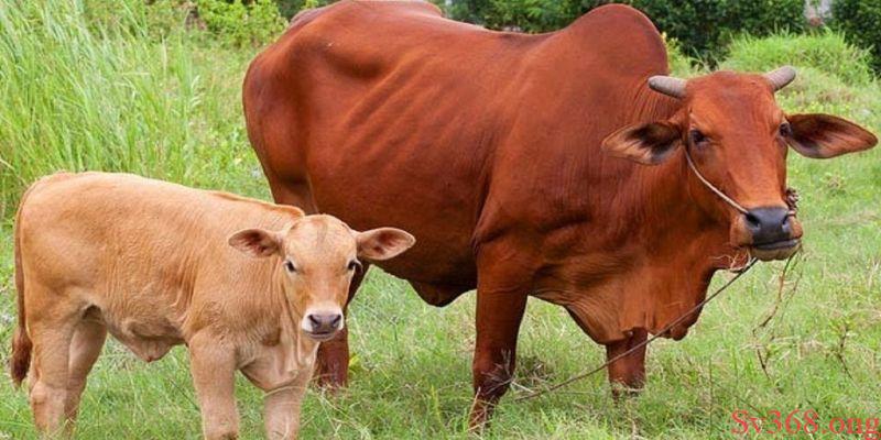 mơ thấy con bò Ý nghĩa việc mơ thấy con bò