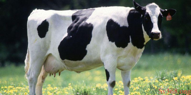 mơ thấy con bò Giải mã một số giấc mơ về những chú bò