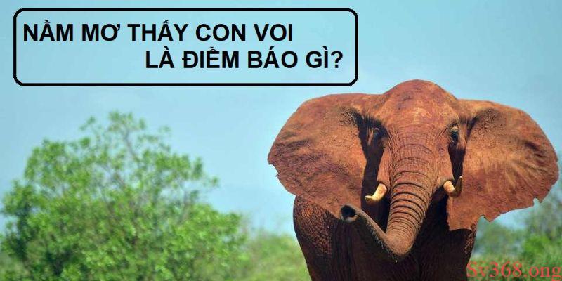 Ý nghĩa khi mơ thấy con voi đánh con gì