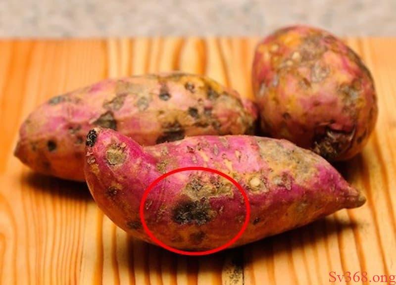 Chiêm bao thấy củ khoai lang bị hư