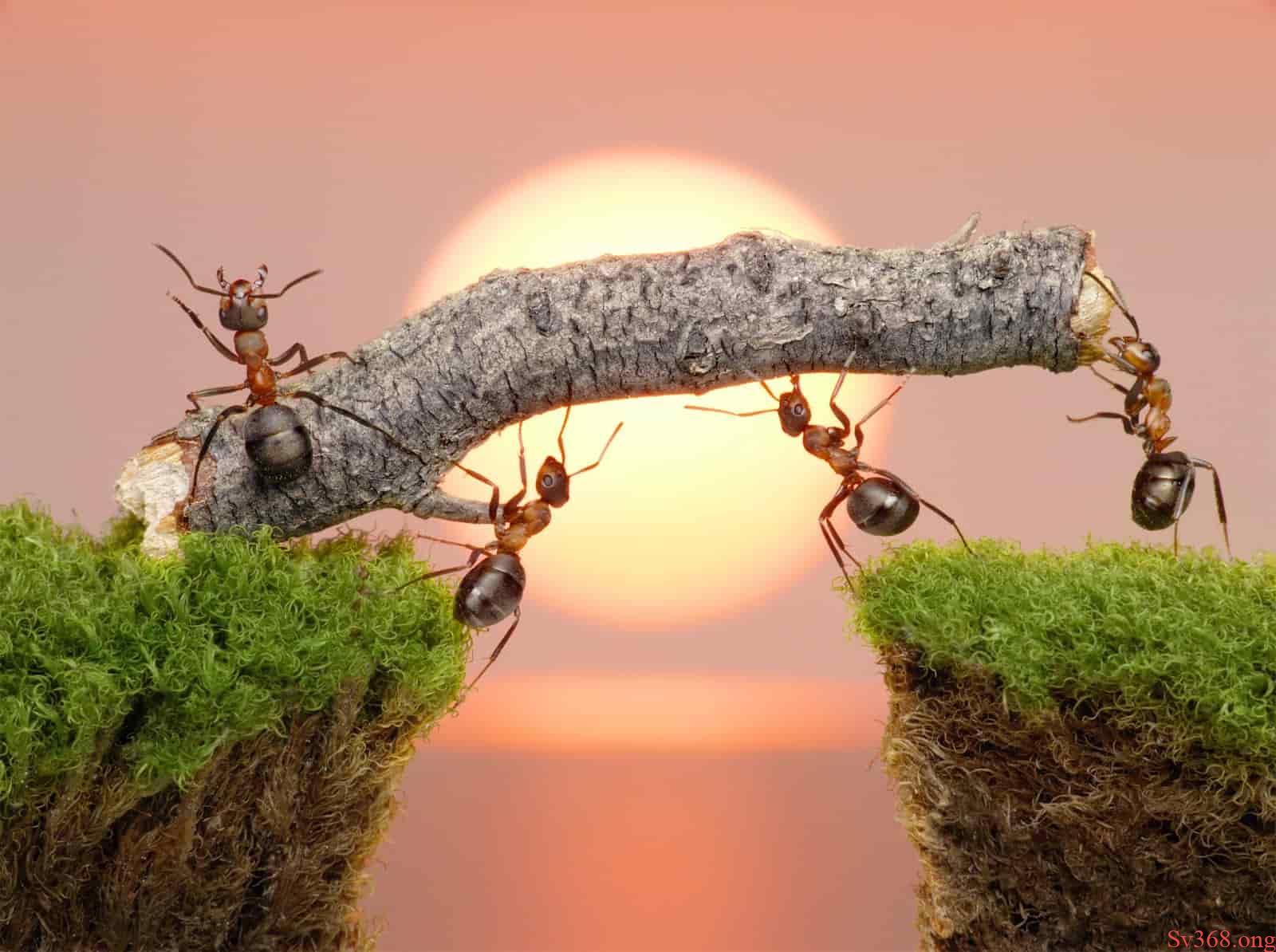 nằm mơ thấy côn trùng nằm mơ thấy côn trùng