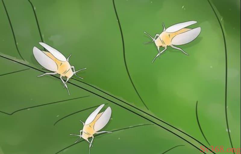 nằm mơ thấy côn trùng nằm mơ thấy côn trùng