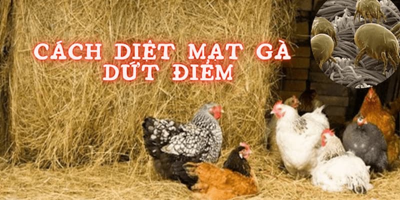 Sv368 Chỉ Cách Diệt Mạt Gà Hiệu Quả Chỉ Trong Một Ngày 9 Cách diệt mạt gà hiệu quả nhanh chóng