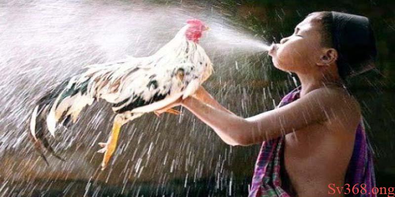 Cẩm Nang Nuôi Gà - Cách Nuôi Gà Chiến Trăm Trận Trăm Thắng 1 Tập vần hơi, vần đòn cho gà