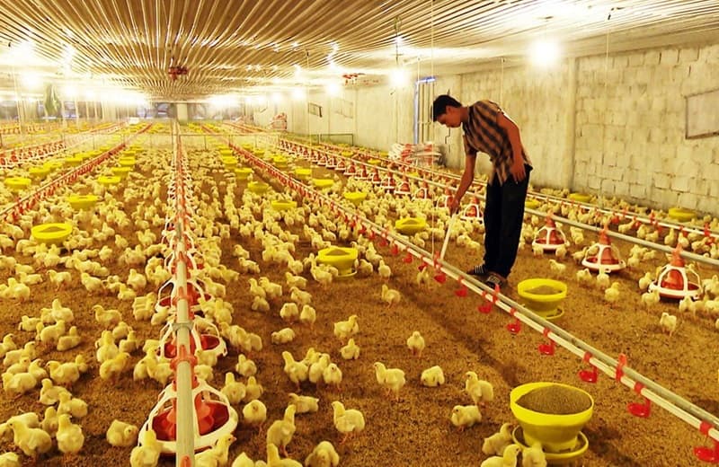 Môi Trường Sống Của Gà - Một Số Tiêu Chuẩn Thiết Yếu Nhất 1 Môi trường sống của gà