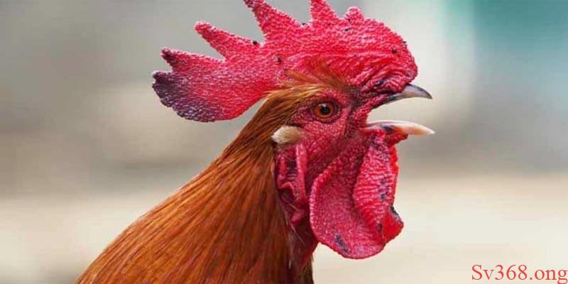 Gà Đá Thở Nhiều - Cùng Sv368 Tìm Hiểu Các Nguyên Nhân 9 Gà đá thở nhiều khi mới bắt đầu vần đá
