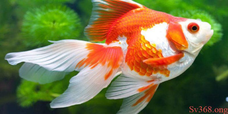 Ý nghĩa của con cá vàng trong đời sống